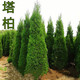 墓前塔柏松柏樹(shù)苗塔柏墳頭蜀檜墓地松掃墓清明松側柏松柏球柏樹(shù)苗龍柏 1-1.2米高