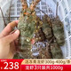 航海貓活凍小青龍蝦 海捕超大花龍蝦冰鮮龍蝦鮮活水產(chǎn)海鮮年貨送禮 [實(shí)惠家庭裝]青龍蝦(2-3只共2斤)