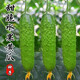 水果黃瓜種子帶刺四季易種陽(yáng)臺盆栽高產(chǎn)黃瓜種籽蔬菜黃瓜種子大全 水果黃瓜種子【1包 約50?！? title=
