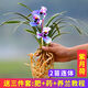 蘭花苗 鳳凰冠矮種金邊建蘭室內(nèi)盆栽花卉綠植蘭花盆景植物 紫月荷 3苗連體
