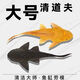 清潔魚清道魚夫清潔魚缸工具魚豹紋清道魚清道魚魚道夫女王大帆 黑+黃14-16厘米各1