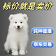 井莎 薩摩耶幼犬薩摩犬寵物狗狗活體小狗幼崽雪橇犬狗活物 混血級 母