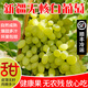 新疆無(wú)核白葡萄 新鮮孕婦當季水果 無(wú)籽青提馬奶子葡萄 順豐冷運 4斤/箱