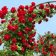 景郁春 JIRYUCUR薔薇花苗藤本月季庭院爬藤植物臺花卉四季開花蒂娜源頭直發(fā)