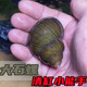 淡水石螺活體田螺魚缸清潔水蝸牛淡水冷水原生水族寵物除藻觀賞螺 2只大石螺4-5cm 送1只備損