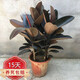 橡皮樹(shù)盆栽 橡皮樹(shù)黑金剛盆栽花盆苗客廳室內(nèi)綠葉大葉型植物Y  70-80cm高5棵  不含盆