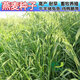 燕麥種子飼用養(yǎng)殖牛羊豬兔魚雞鴨鵝四季青儲(chǔ)高產(chǎn)耐旱優(yōu)質(zhì)牧草種子 燕麥種子5斤【飼用養(yǎng)殖】