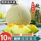 卉雙山東玫瓏蜜瓜網(wǎng)紋瓜10斤當(dāng)季熱帶水果新鮮冰淇淋甜瓜香瓜軟糯香甜 網(wǎng)紋蜜瓜  帶箱2.5-3斤凈重2.5斤