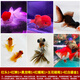 智伴熊 ZIBARBEAR蝶尾金魚(yú)鎏金小金魚(yú)活觀(guān)賞魚(yú)小型冷水魚(yú)淡水魚(yú)好養耐活紅獅魚(yú)泰獅 5-7cm金魚(yú)套餐A 共6條