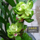 劉閣蘭花冬帶花苞出售 九仙牡丹 精品春蘭花苗奇花品種好養(yǎng)花卉綠植盆栽 5苗連體裸根當年開花