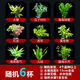 墨之瑤【真水草】魚(yú)缸【好養】植物造景迷你皇冠蜈蚣綠菊真水草沉木 隨機六杯水草陶瓷環(huán)(A套餐)