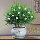 蓋淘清香木胡椒木驅蟲(chóng)盆栽綠植植物室內四季常青凈化空氣盆景花卉 白花清香木（驅蚊蟲(chóng)） 5年苗（1顆當年開(kāi)花）+塑料盆