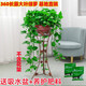 綠有意 綠蘿長藤盆栽室內大葉垂吊植物大盆綠籮除甲醛吊綠植水培花卉蘭 360大盆長藤綠蘿帶蓄水盆一盆+肥