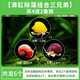 CRAZY PLANT蘋(píng)果螺除藻觀(guān)賞黃金螺淡水寵物魚(yú)缸清潔工具螺清缸螺小蝸牛寵物 清缸除藻組合三兄弟6粒