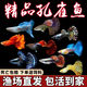 寵以沫孔雀魚(yú)觀(guān)賞魚(yú)熱帶魚(yú)鳳尾魚(yú)斑馬魚(yú)冷水魚(yú)觀(guān)賞魚(yú)斗魚(yú)耐活好養金魚(yú) 品種隨機發(fā)18只:備損2只裝 2-4cm自家漁場(chǎng)直銷(xiāo):質(zhì)量保證