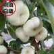 新品種嫁接桃樹(shù)苗【 奶油白蟠桃】樹(shù)苗盆栽地栽 南北方種植果樹(shù)苗 5年苗當年結果 81cm(含)-110cm(含)