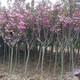 櫻花樹(shù)苗庭院耐寒景觀(guān)植物風(fēng)景樹(shù)苗日本櫻花樹(shù)苗奈良八重櫻嫁接早晚櫻花苗綠化苗木 3公分粗 帶土球發(fā)貨