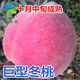 果樹(shù)苗 嫁接苗桃樹(shù)苗 大果冬桃 1年苗