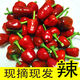 辰實【現(xiàn)貨】燈籠椒 子彈頭辣椒 新鮮草莓椒 紅辣椒海椒泡椒剁辣椒 3斤【現(xiàn)摘現(xiàn)發(fā)】紅色