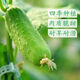 福順德黃瓜苗秧苗水果小黃瓜種籽旱青瓜苗密刺春秋春秋黃瓜苗 【水果黃瓜苗+肥】 【買5加5-發(fā)10顆】