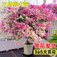 臨雅三角梅花樹苗盆栽帶花老樁特大苗漳紅櫻室內(nèi)陽臺高端爬藤四季開花 綠櫻大苗