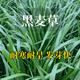 進(jìn)口牧草種子多年生黑麥草種子四季種耐寒易活喂雞鴨鵝豬牛羊草籽 【耐寒耐旱】多年生黑麥草1斤