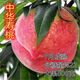 嫁接桃樹(shù)新品種特大中華壽桃超甜大黃桃樹(shù)苗當年結果桃樹(shù)苗耐寒 2年苗【好成活】