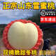 果益壽【順豐直達】山東馬陵雪蜜桃脆甜大白桃子金秋紅蜜桃當季新鮮水果 5斤 精選大果