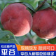 平谷大桃鮮桃子脆甜水蜜桃軟桃北京特產(chǎn)水果生鮮禮盒裝 24個(gè)禮盒裝 單果平均4兩以上