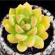 多肉植物組合盆栽小綠植花卉玉露大顆好養(yǎng)室內(nèi)精品肉肉陽臺喜光 黃麗3-4cm加盆土