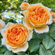墨一藤本月季爬墻薔薇庭院四季開花 瑪格麗特王妃1.5-1.6M源頭直發(fā)