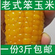 2025年現(xiàn)摘現(xiàn)發(fā)農(nóng)村老玉米新鮮笨玉米苞米棒特產(chǎn)老黃玉米3斤老式 5斤