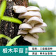 菇婆婆香菇椴木菌種子平菇食用菌種黑木耳斷段木頭種植冬菇食用栽培蘑菇 平菇栽培種 【椴木專用】