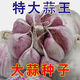 【可吃可種】新干蒜紫皮大蒜種子出蒜苔長(cháng)蒜苗大蒜種批發(fā)紫皮蒜種 特大果【可吃可種植】 10斤