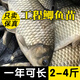 榮郁大品種稻田鯉魚(yú)苗淡水養殖建鯉豐鯉魚(yú)苗草魚(yú)苗大種工程鯽魚(yú)苗包活 工程鯽魚(yú)2-4厘米1000條送20%防