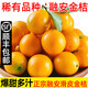 驕瑰融安金桔 順豐-隔日達正宗廣西脆蜜金桔滑皮金桔脆蜜金柑新鮮水果 凈重5斤融安金桔彩箱普裝 果王15-20顆/斤（更大更甜）