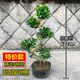 朵芮蜜榕樹盆景老樁大型金錢榕樹盆栽S型彎8字造型人參榕樹苗室內(nèi)外小葉 S形榕樹-帶土高約62cm 不含盆