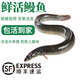 【鮮活鰻魚(yú)】淡水活河鰻 福建三都港長(cháng)魚(yú)類(lèi)整條白鰻 活體海鮮水產(chǎn) 鮮活鰻魚(yú)1000g/條