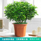 美外清香木綠植盆栽胡椒木室內辦公室桌面小植物花卉好養蚊草植物 6年苗【原土盆】清香木