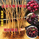 基地直銷(xiāo) 六年大苗當年結果 櫻桃樹(shù)苗 蘋(píng)果樹(shù)苗 石榴樹(shù)苗 軟棗獼猴桃苗 桃樹(shù)苗 盆栽地栽果樹(shù)苗 車(chē)厘子大苗 4年苗當年結果