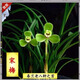 玫絢蘭花 春蘭老八種蘭花苗宋梅辦公室內庭綠植盆栽花卉 精品宋梅 老種3苗