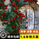 坤卉薔薇花苗爬藤耐寒藤本月季特大爬墻花卉陽臺盆栽庭院植物四季開花 魯碩紅（當(dāng)年開花爆滿） 1.6米左右爬藤特大苗
