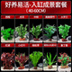瘋狂水草魚缸水培植物水草火山石魚缸造景套餐全套40-60cm缸源頭直發(fā)包郵c