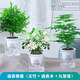 早安盆栽多肉花卉植物室內(nèi)花吊蘭文竹富貴竹辦公桌面水培小綠植驅(qū)蚊盆栽 【驅(qū)蚊組合①】清香木+文竹+九里香 帶盆栽好