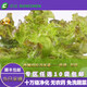 首誠高端蔬菜紅葉免洗即食西餐沙拉火鍋鮮組合裝（紅葉5袋+優(yōu)雅5袋）