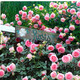 寶御安龍沙寶石爬墻藤本月季薔薇特大花苗濃香四季開(kāi)花庭院別墅陽(yáng)臺植物 粉色龍沙寶石 母本大苗 不含盆