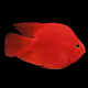 活體寵物血紅鸚鵡魚(yú)淡水中大型熱帶觀(guān)賞魚(yú)元寶發(fā)財魚(yú)鸚鵡魚(yú)活體魚(yú)紅財神魚(yú) 12-14cm精品紅元寶10條