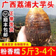 南方美農【順豐發(fā)貨】廣西特產(chǎn)正宗荔浦芋頭新鮮香芋檳榔芋蔬菜特大一級