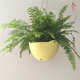 室內(nèi)植物波士頓厥盆栽綠植辦公室蕨類植物波士頓蕨綠植 盆栽 波斯頓厥+黃色吊盆 默認(rèn)分類