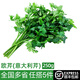 綠食者 新鮮意大利芹250g 歐芹 香芹法國香菜 巴西里香料 西餐調料 250g
